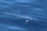 thumbnail: A swordfish spotted on one sailing