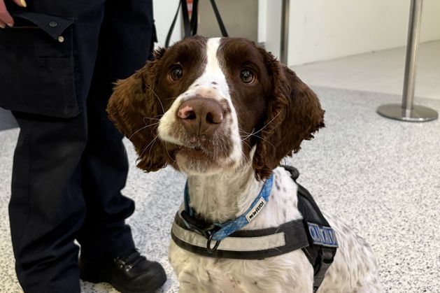 'We pay them with a ball' - meet Revenue's lovable service dogs that pay their way to tune of 100m a year