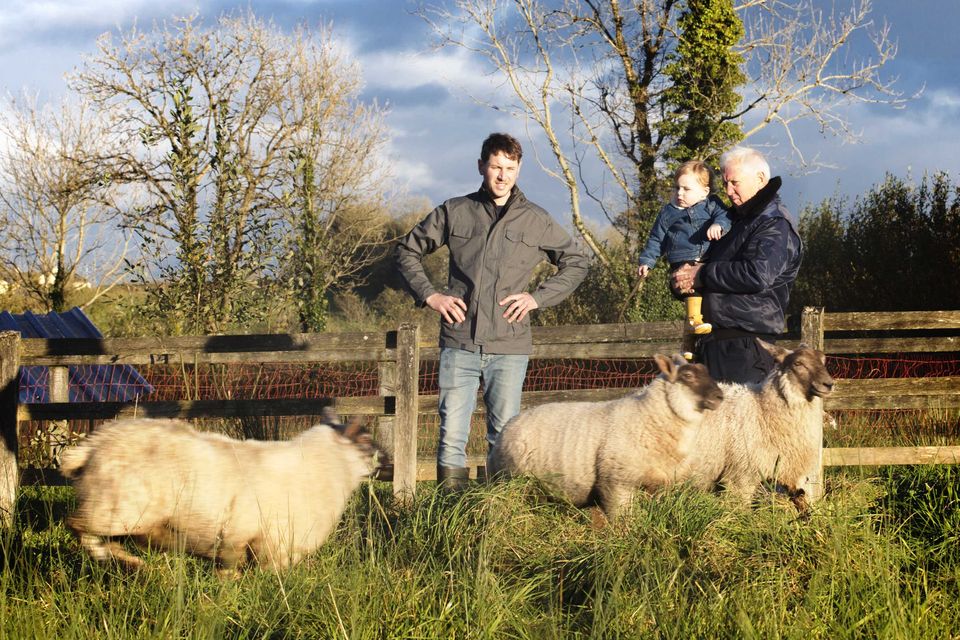 Éanna with his son Liam and father John, checking on the sheep