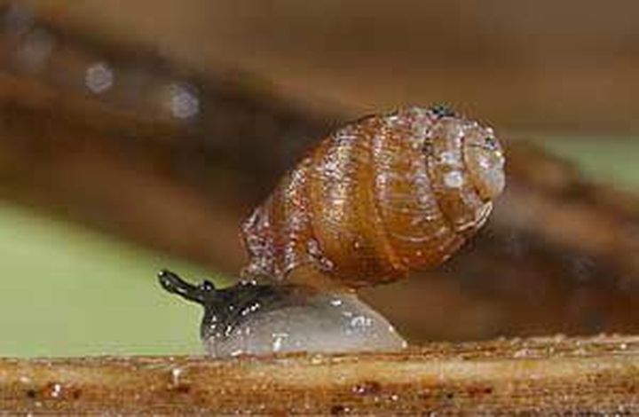 Trump Doonbeg tells planners it can’t control fate of tiny protected snails as it appeals ballroom permission