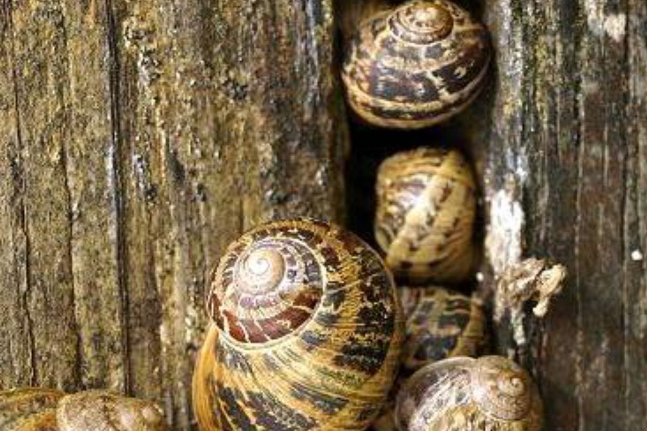 Garden snails have low tolerance of the winter cold | Irish Independent