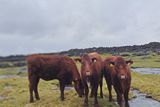 thumbnail: The cows on the island are grass fed and left to roam freely