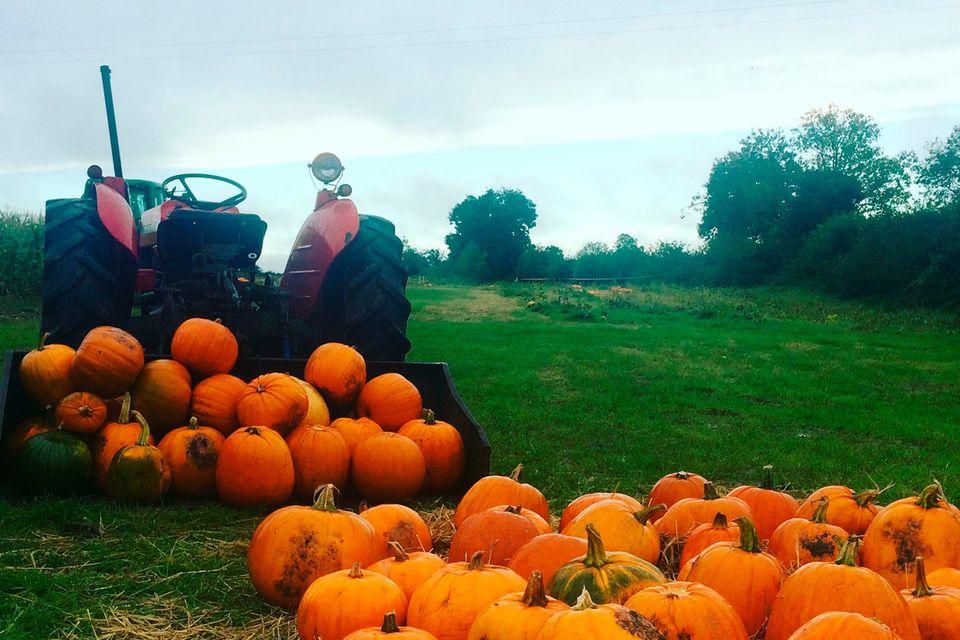 Alright Pumpkin in Fordstown, Co. Meath