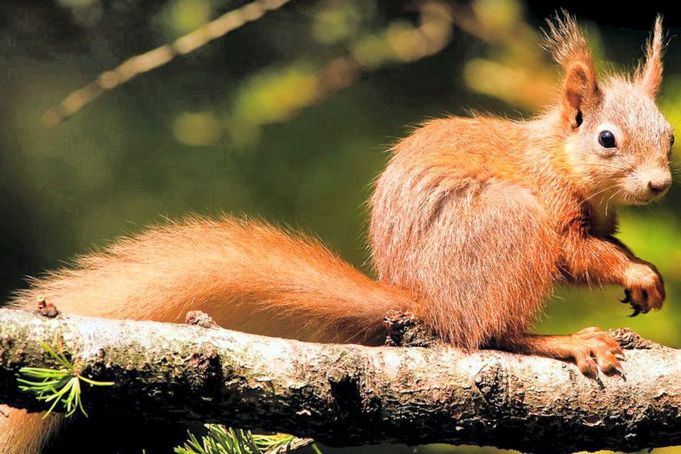 The red squirrel one of the many animals now under threat.