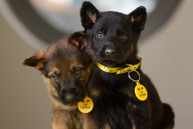 ’Blanket ban’ on pets in tenancy agreements needs to be eliminated as study finds just 7 per cent of landlords allow dogs
