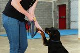 thumbnail: Dog obedience class