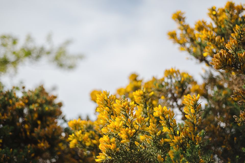 Gorse in bloom. Photo: Getty