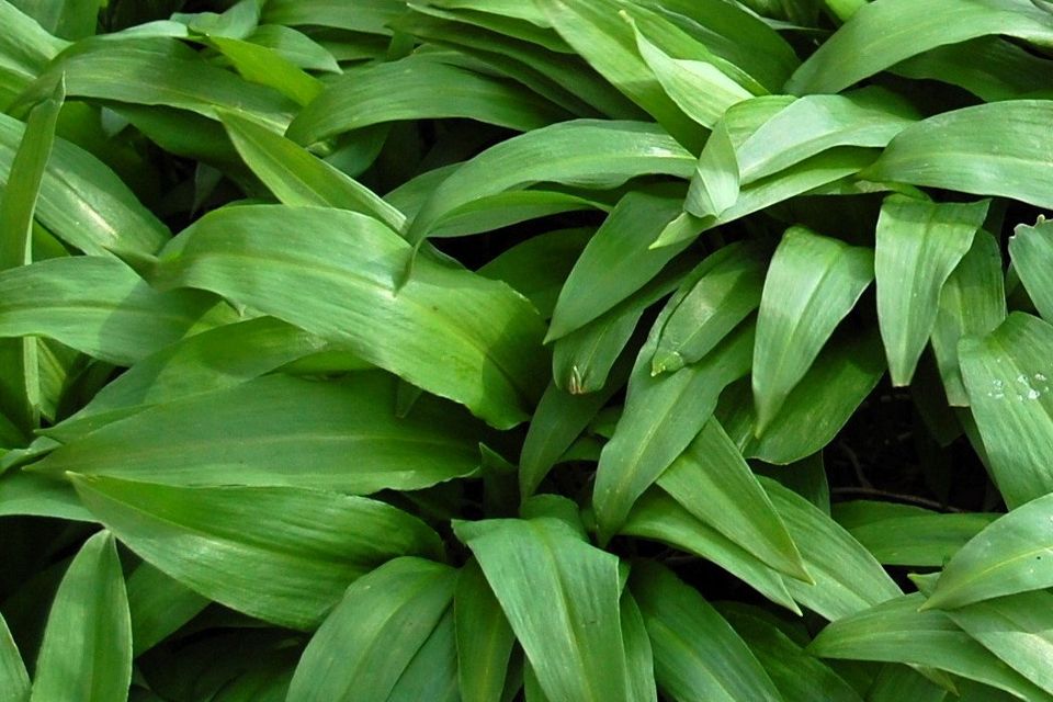 Ramsons can be the dominant ground cover in wet shady woods, its pointed, shiny leaves crowding out other plants.