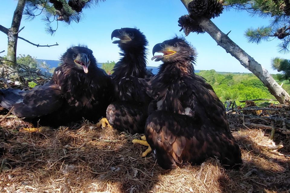 NPWS staff captured this magic moment this weekend of three chicks in their nest awaiting the return of their mother, herself a chick of a male eagle who has just had chicks with a new female eagle. Photo: National Parks and Wildlife Service.