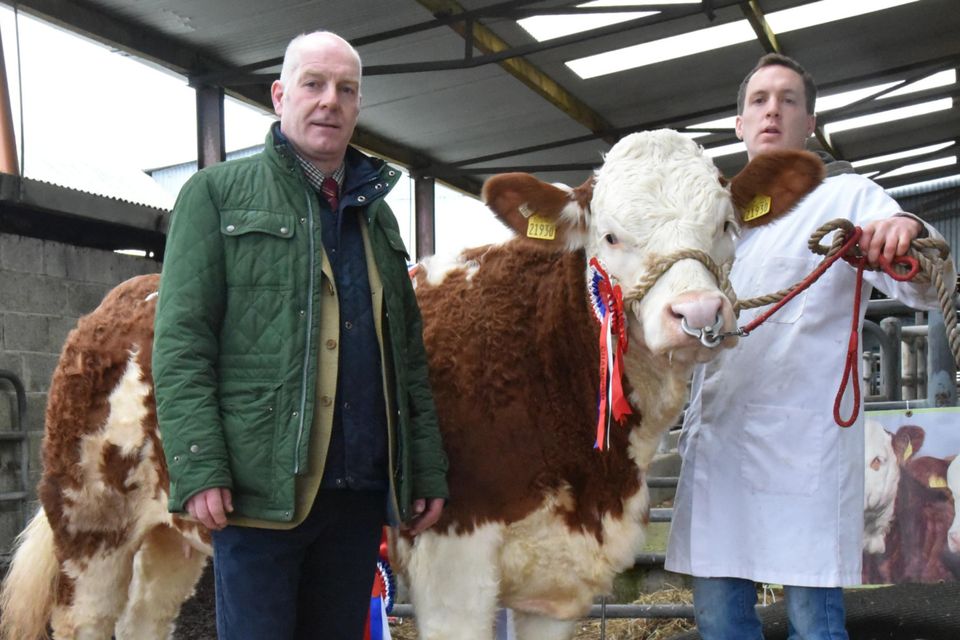 Norman Robson, judge, with Keith Jagoe, Toughmacdermody, Drinagh, Co Cork and his Champion Heifer, Dermody Joyce which sold for €2,300.