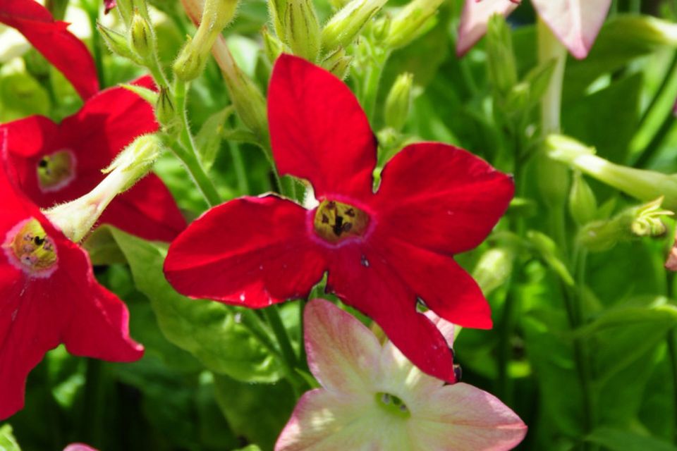 TOBACCO FLOWER: From the warm parts of South America, this plant is popular due to a trend for more natural gardening