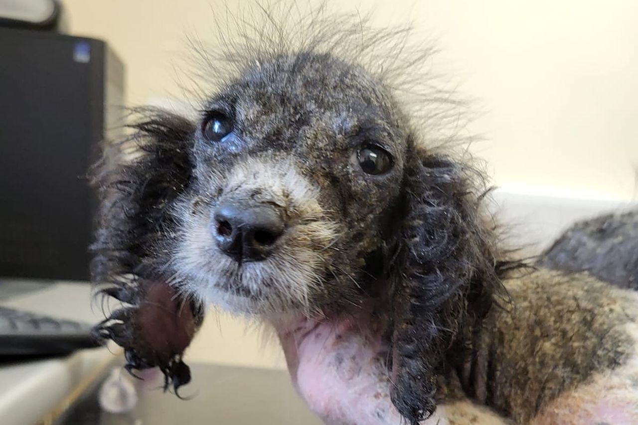 Wexford SPCA rescues dogs covered in flesh-eating worms and fleas – ‘it ...