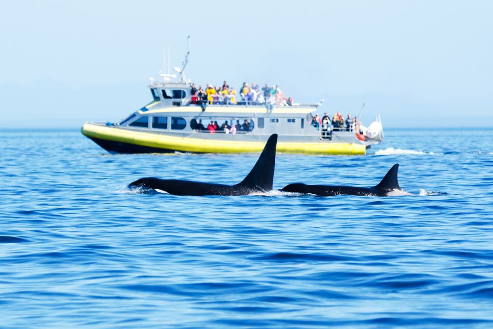 Orca-watching from a tour boat. Photo: Getty