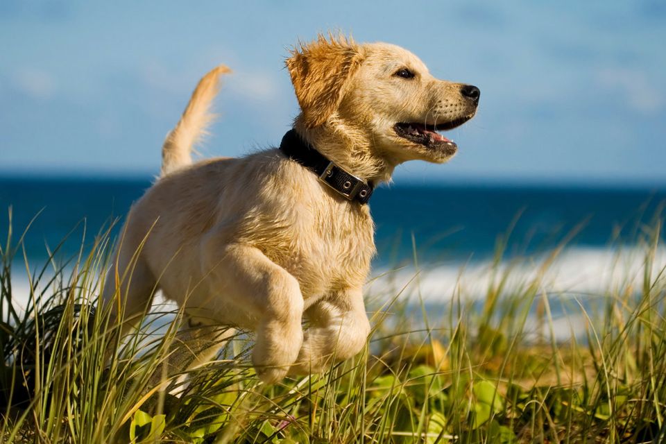 Pet-friendly: Trident Holiday Homes