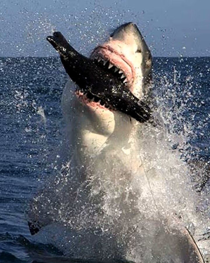 Nature Trail: Global warming and rising sea temperatures pose a significant threat to sharks and tuna