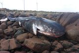 thumbnail: The 11-tonne whale washed ashore at Carnsore.
