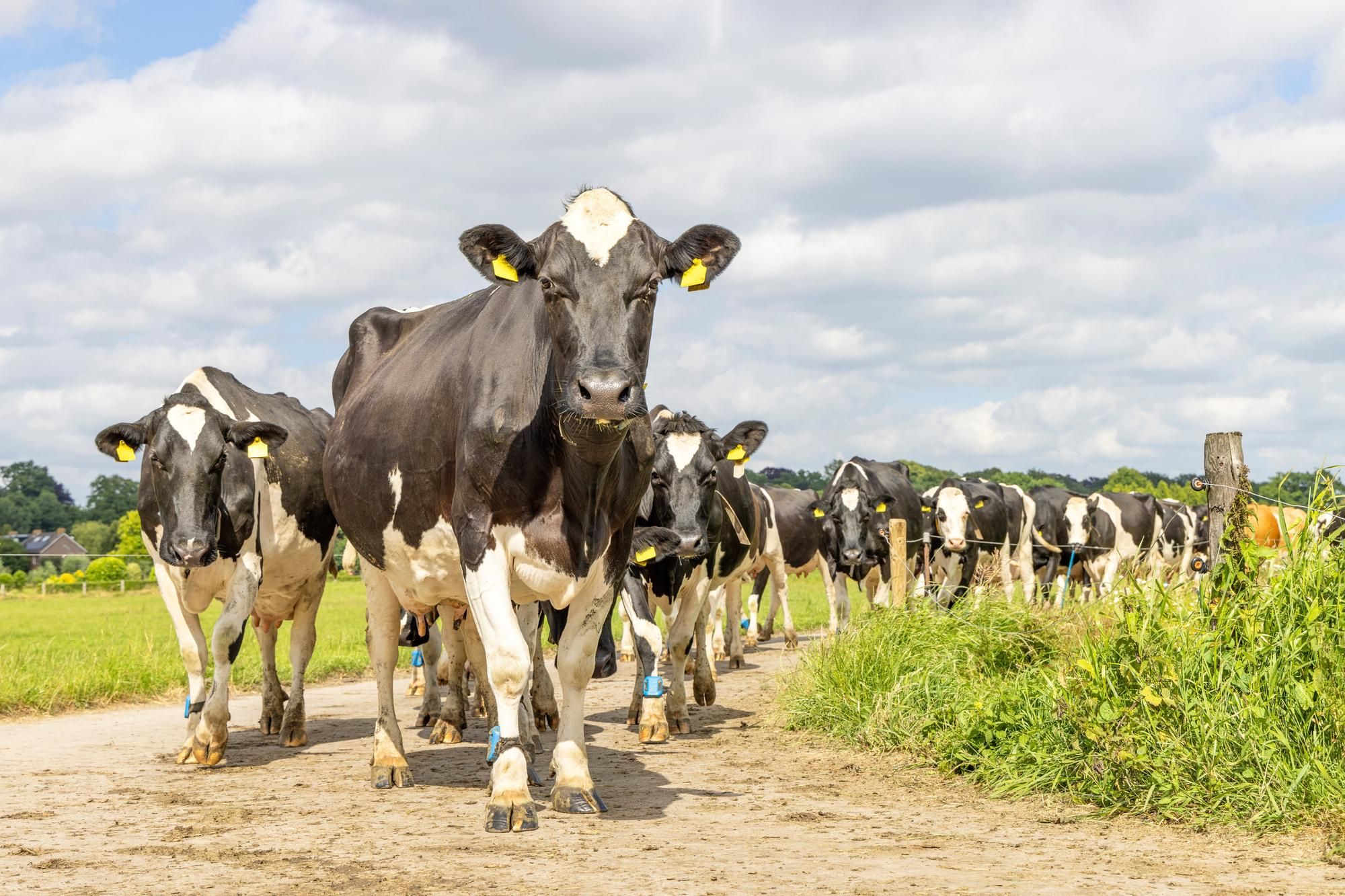 Revealed: €600m budget needed to cull 65,000 cows every year for three years to meet climate goals