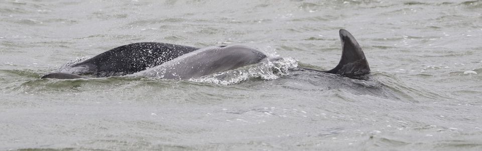 Spirtle seen with her small pod of Scottish bottlenose dolphins off the coast of Kerry
Photo: Simon Berrow/IWDG