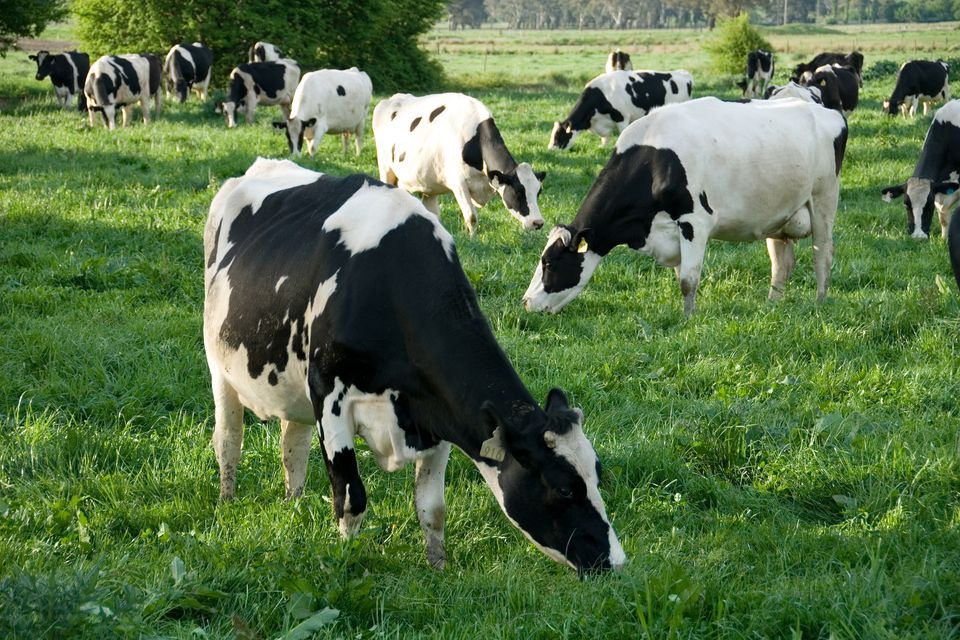 Agriculture emissions are projected to increase by between 3-4pc by 2020 and 6-7pc by 2030 on current levels based on an expansion of animal numbers, particularly for the dairy herd.