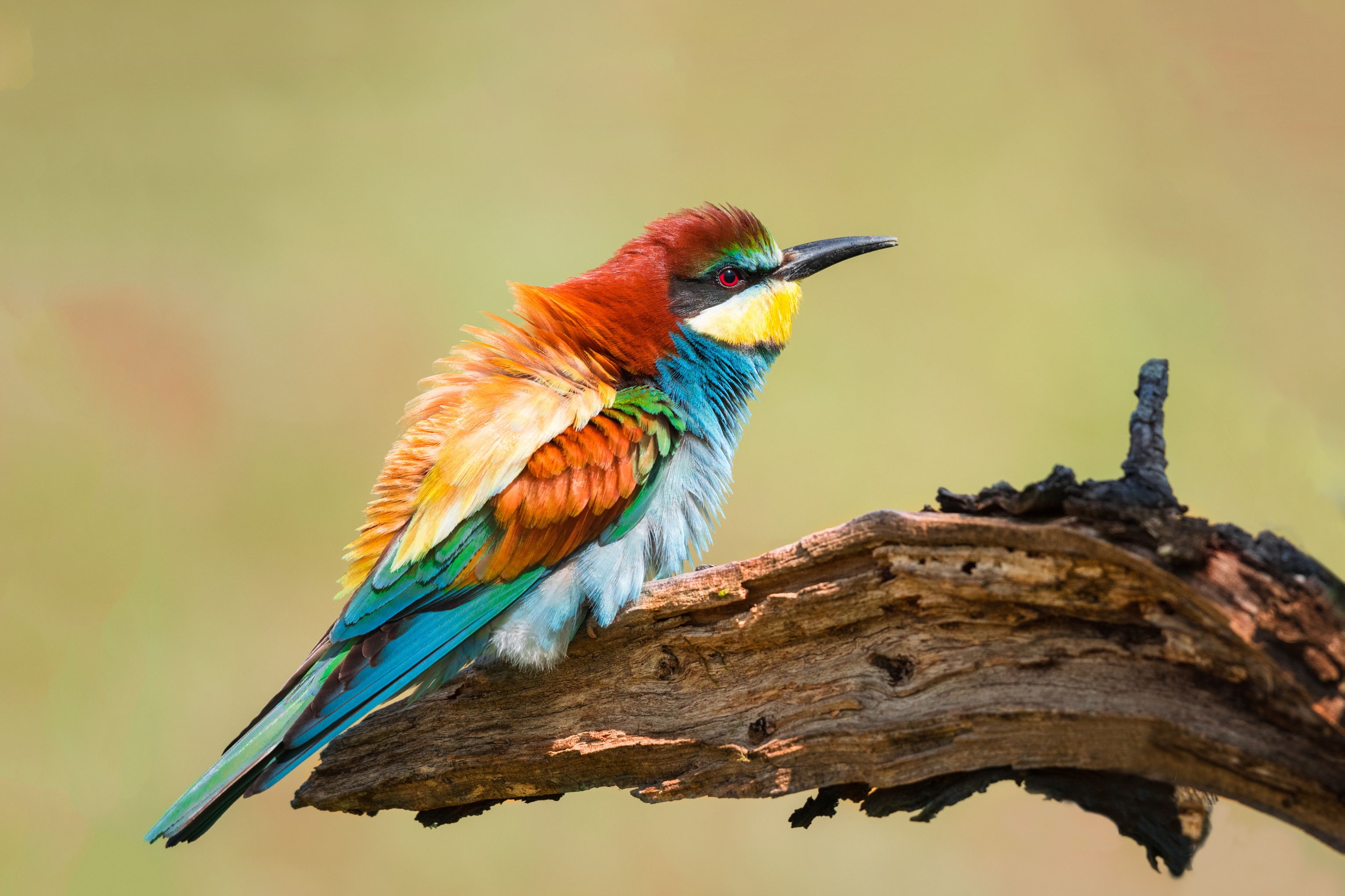 Unleash Your Adventure: Discover Stunning Birds on Holiday, From Portugal’s Bee-eaters to Ireland’s Puffins