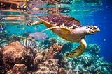 thumbnail: Hawksbill Turtle in the coral reef