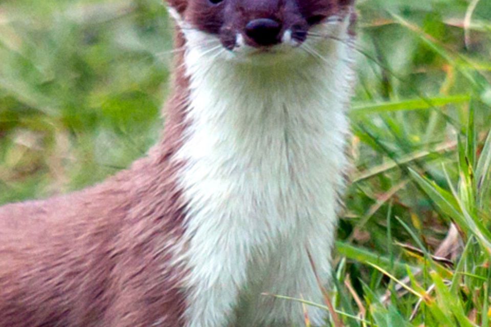 Ireland's own distinct and unique Stoat Irish Independent