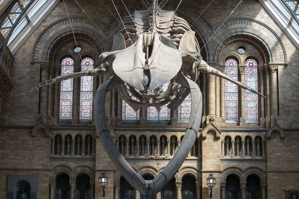 blue whale skeleton natural history museum