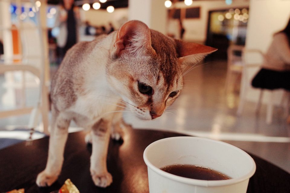 Ireland has joined the latest global trend of cat cafes