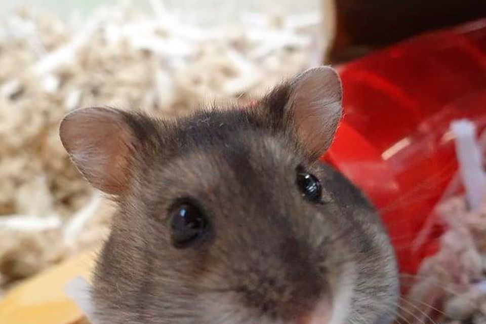 Hand washing after handling a hamster is vital