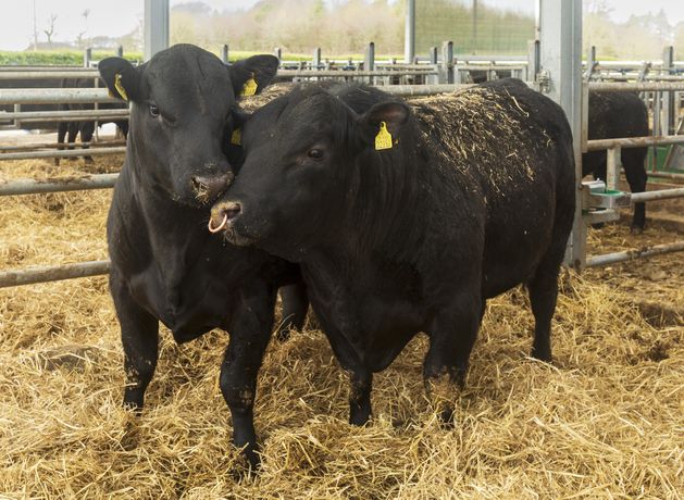 ‘Cattle pens should have two escape routes’ – vet recommends new safety exits after elderly farmer killed by bull