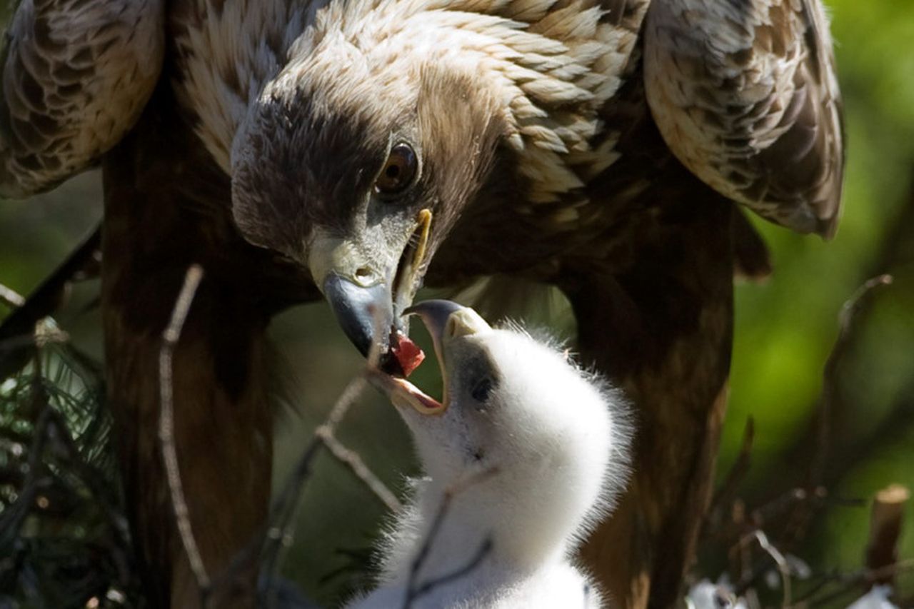 Country matters: Finding balance to save endangered eagles | Independent.ie