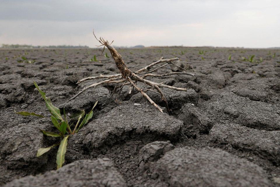 Wheat blast fungus has devastated crops in South America, Asia and Africa. Photo: Leonhard Foeger/Reuters