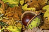 thumbnail: Horse chestnut tree