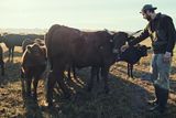 thumbnail: Farm Rebellion