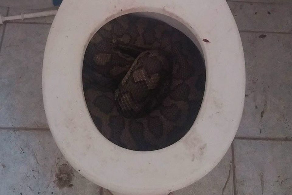 Australia: Thirsty snakes slither into toilets