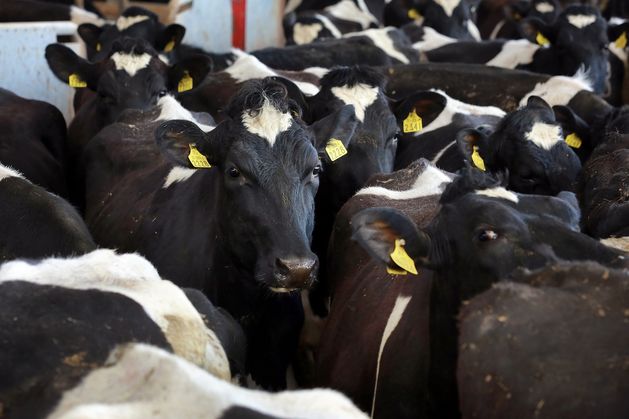 Eamon O’Connell: Cattle snoring can be the sign of a serious medical condition – so don’t just sleep on it