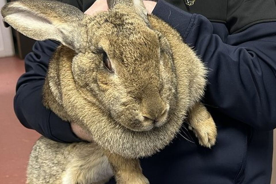 The Flemish rabbit, weighing over 7kg, was found as a stray in Dublin last week