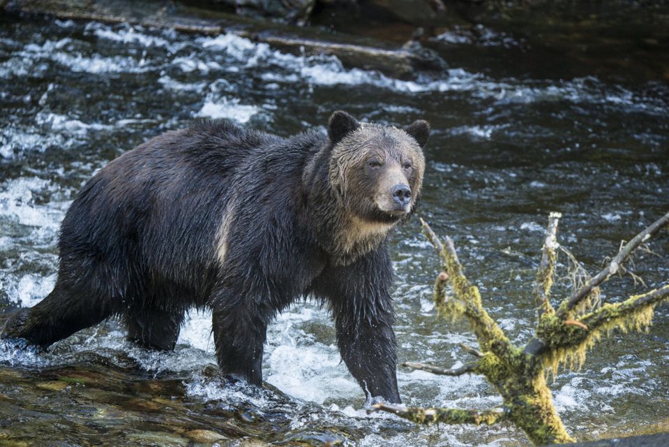 Natural wonders: A grizzly wades through the water