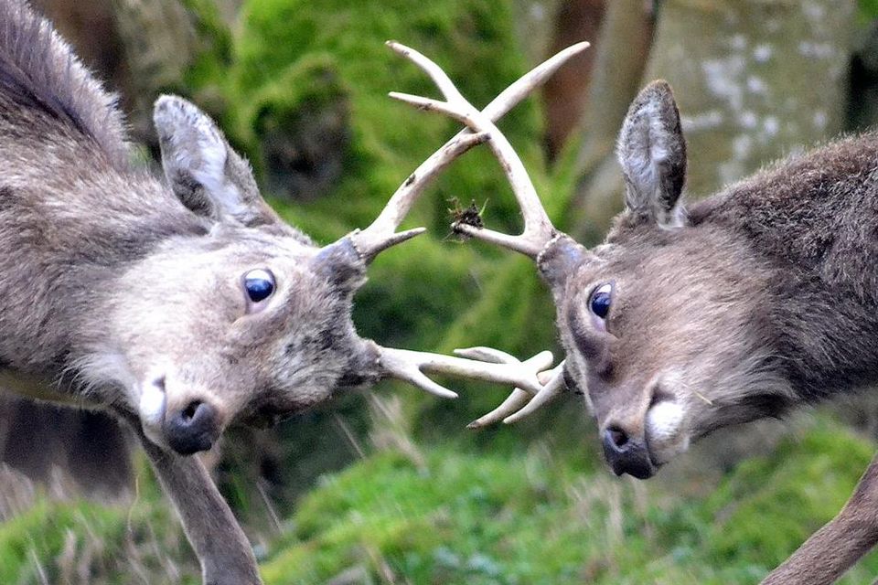 Two deer go eye to eye to see who is the best.