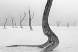 thumbnail: Deadvlei, Namib Naukluft National Park, Namibia. This photo won the 'Earth, Air, Fire, Wind, Water' category. Photo: Marsel van Oosten/TPOTY 2014
