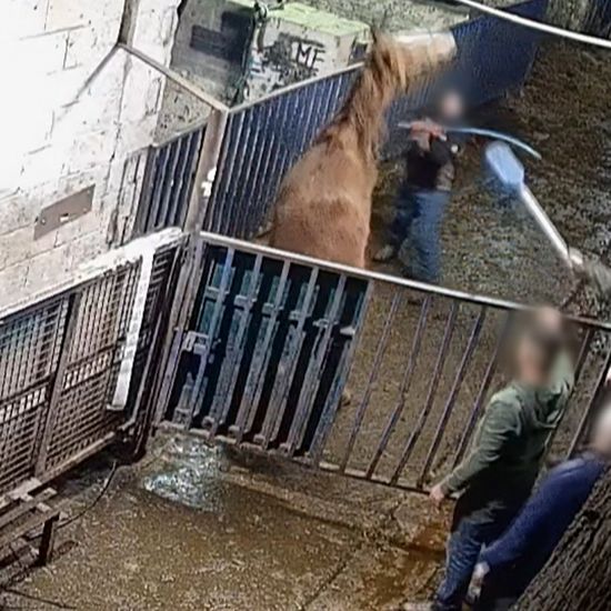 independent.ie - Ken Foxe - Agriculture Minister Charlie McConalogue received 140 complaints after RT&Eacute; horse abattoir expos&eacute;