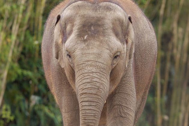 Dublin Zoo confirms death of second elephant in a week