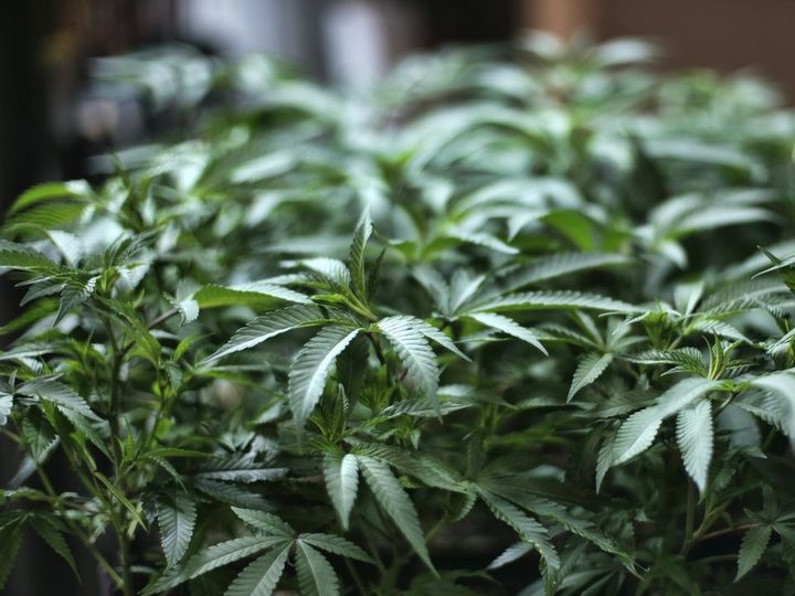 Vigilant neighbour’s sharp sense of smell results in cannabis growhouse raid at Wexford house