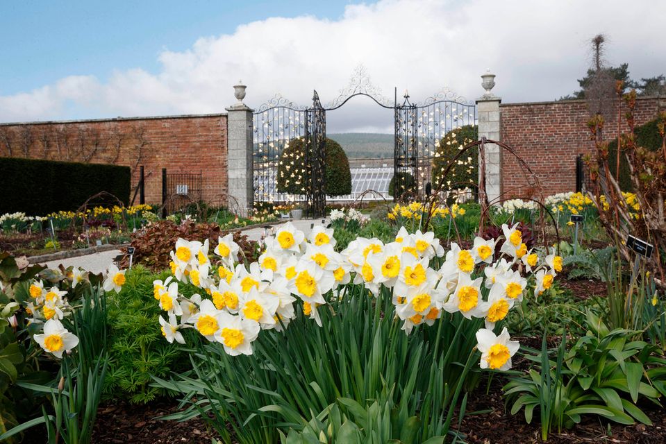 Daffodils in bloom in the walled garden, in front of one of the newly refurbished gates. Photo: Fran Veale
