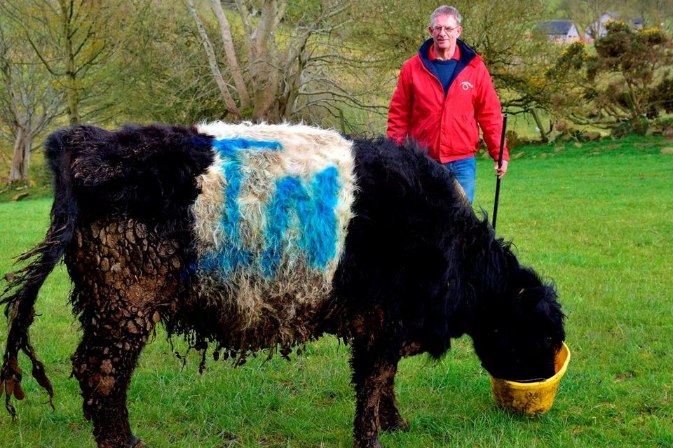 Sheep and cattle farmer Colin Gibson in the Sperrin Mountains near Dungiven, Co Derry, has painted the word IN on his cattle and sheep as a reminder for people to vote to stay in the EU. The word IN is the slogan for Northern Ireland Stronger In Europe. Photo: Mark Winter/Getty Images