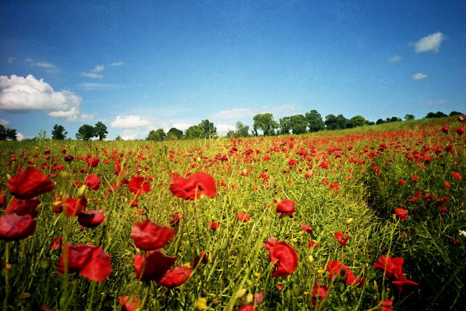 Poppy fields in Flanders.