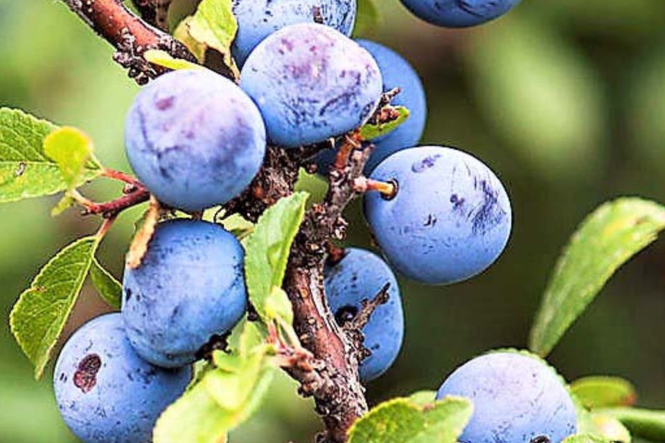 Many Blackthorn bushes are bearing crops of sloes at present