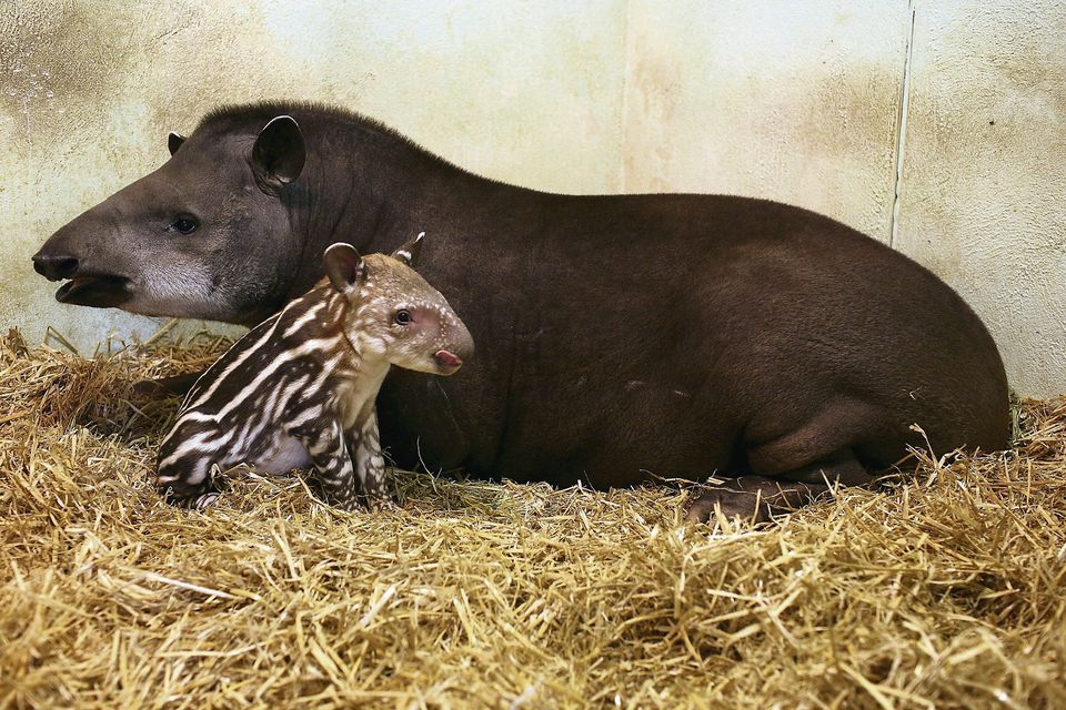 Rio, the Dublin Zoo tapir involved in an attack on a two-year-old girl, with her new calf