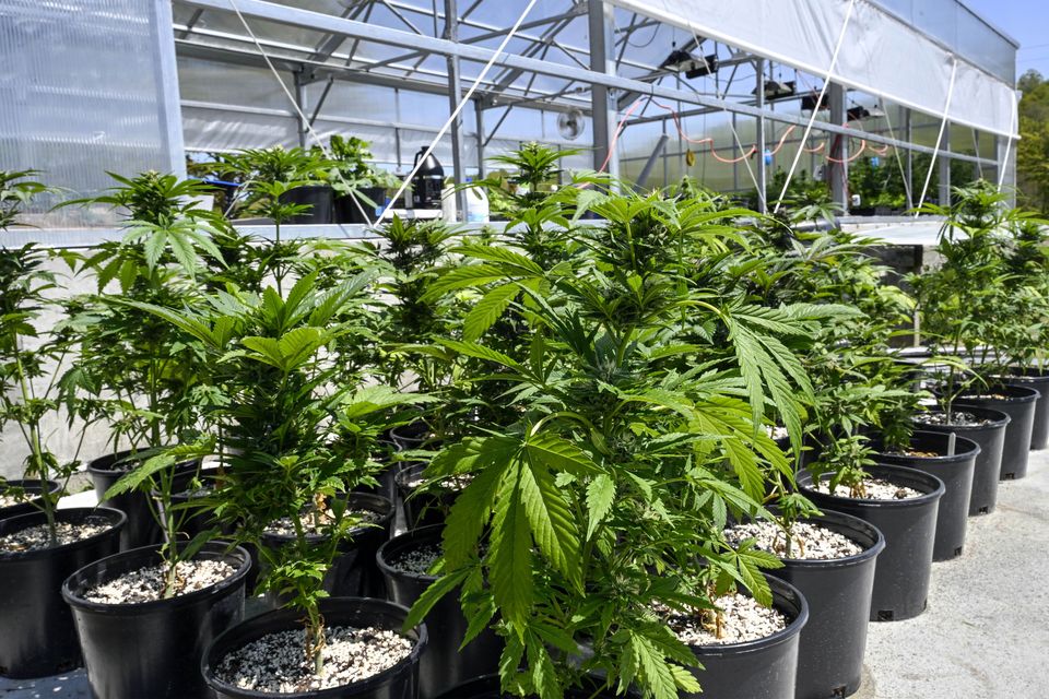 Marijuana plants are seen at a secured growing facility in the US (Hans Pennink/AP)