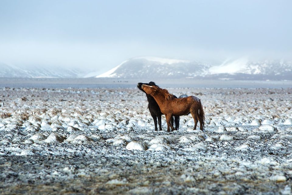 Two Icelandic horses in snowy winter landscape. Photo: Deposit